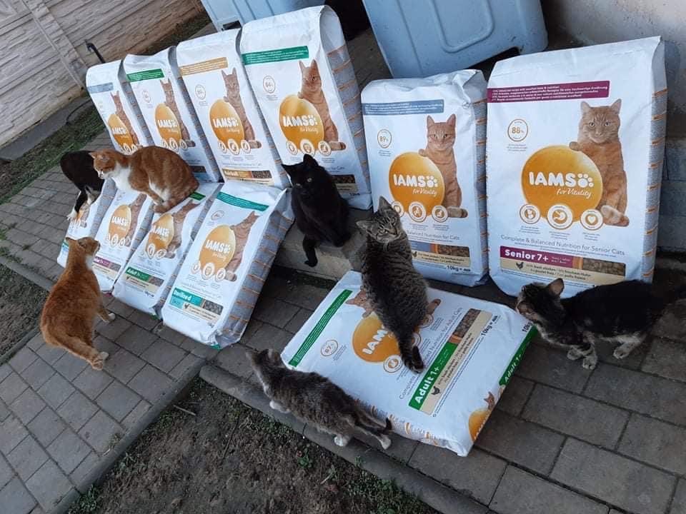 Dana engagiert sich für Straßenkatzen in Rumänien
