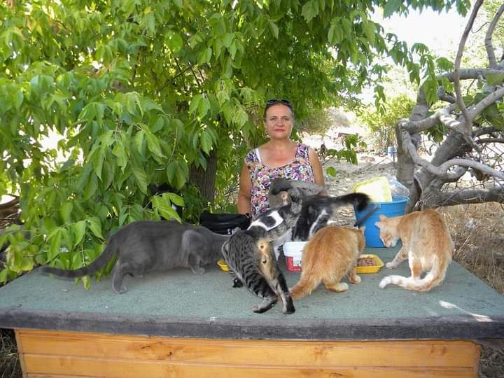 Beata braucht dringend Futter für die Straßenkatzen in der Region Izmir